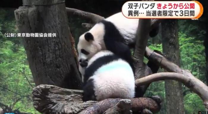 12日,日本东京上野动物园的旅日双胞胎熊猫开始同游客见面。(图片来源:日本富士电视台视频截图) 12日,日本东京上野动物园的旅日双胞胎熊猫开始同游客见面。(图片来源:日本富士电视台视频截图)