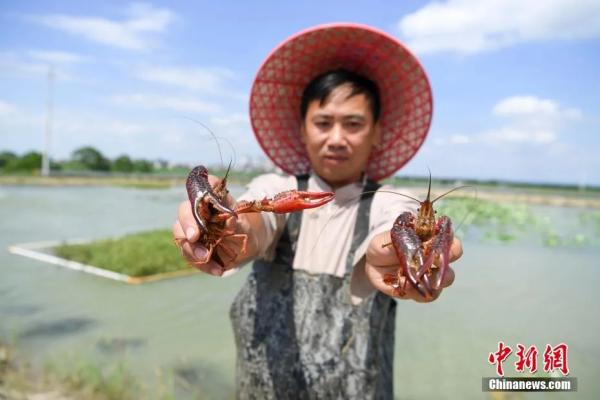 图为村民举起了打捞的小龙虾。杨华峰 摄