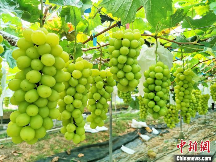 资料图:果粒大呈黄绿色的“香印”葡萄,释放出诱人的魅力。 李晓春 摄 资料图:果粒大呈黄绿色的“香印”葡萄,释放出诱人的魅力。 李晓春 摄