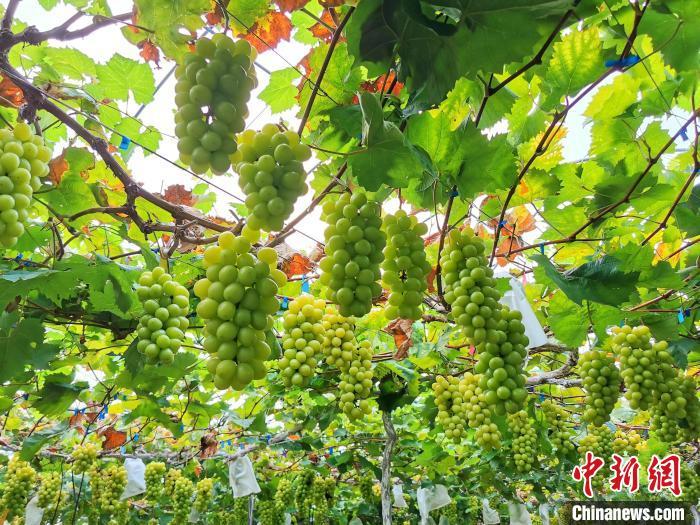 资料图:酷热的天气,使“香印”葡萄的糖度明显增加。 李晓春 摄 资料图:酷热的天气,使“香印”葡萄的糖度明显增加。 李晓春 摄